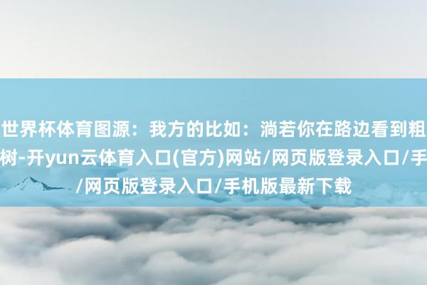世界杯体育图源：我方的比如：淌若你在路边看到粗壮的泡桐、杨树-开yun云体育入口(官方)网站/网页版登录入口/手机版最新下载